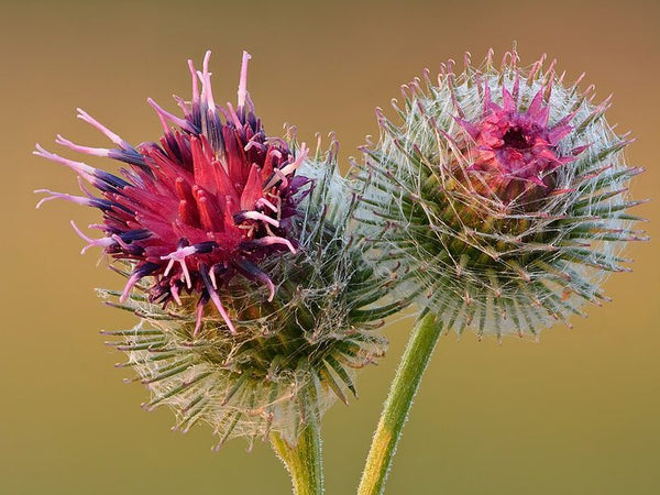 Burdock root