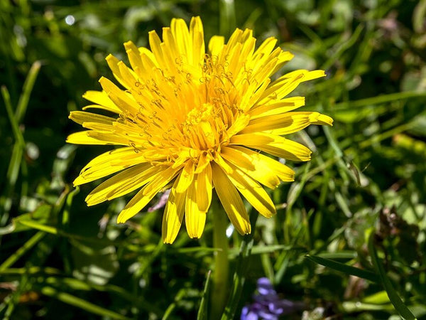 Dandelion root