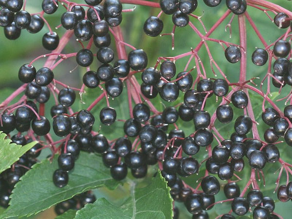 Elderberry