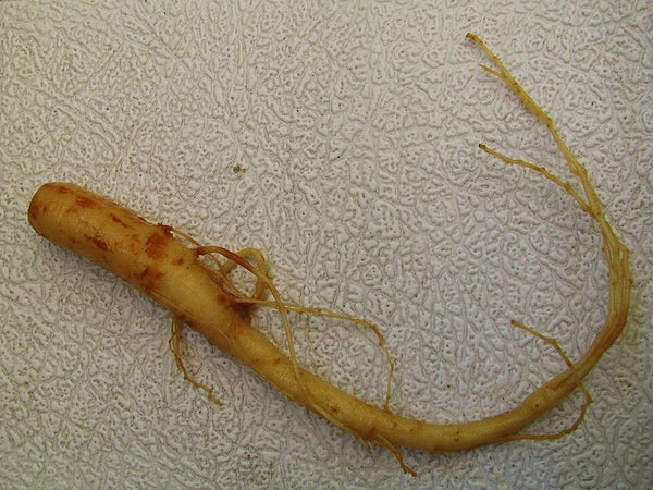 Ginseng