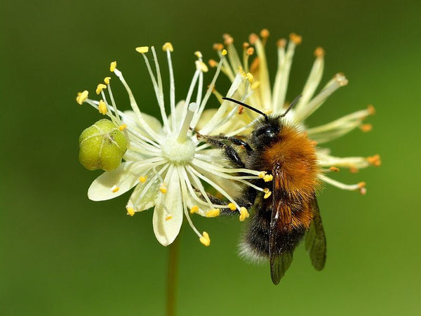 Linden flower