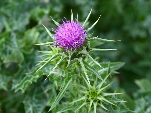 Milk thistle