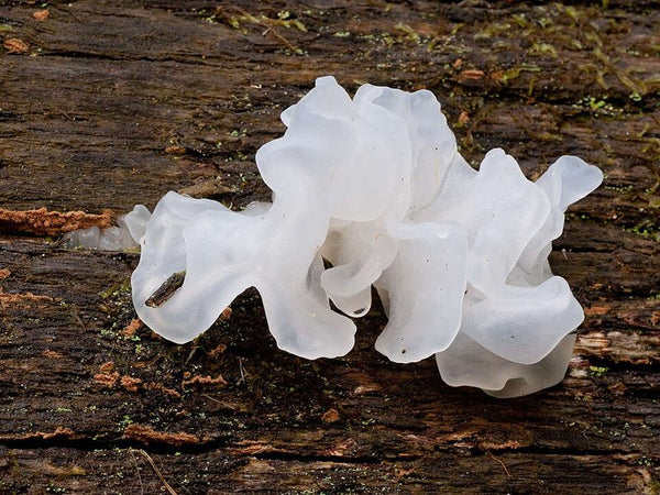 Tremella, oyster, king trumpet