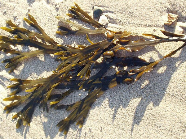 Bladderwrack