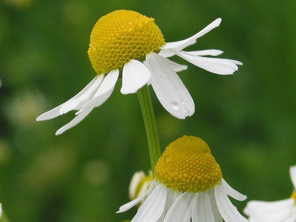Chamomile