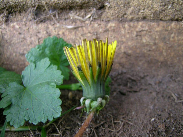 Dandelion leaf