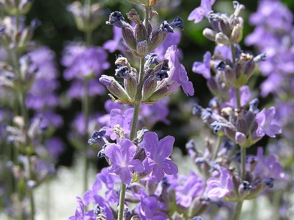 Lavender