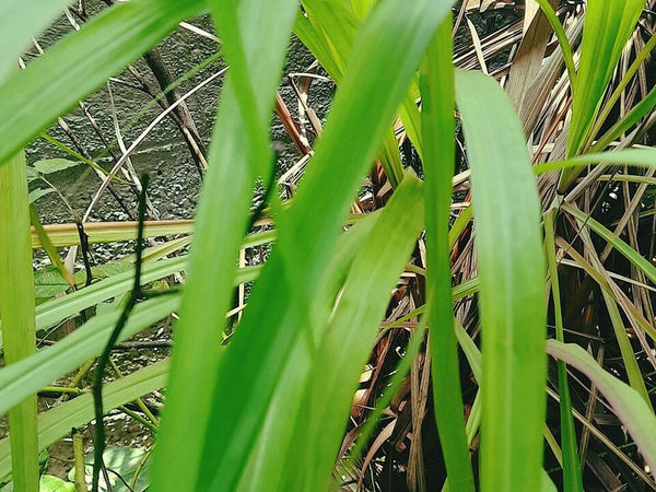 Lemongrass