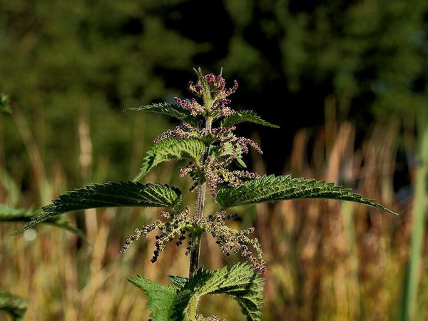 Nettle