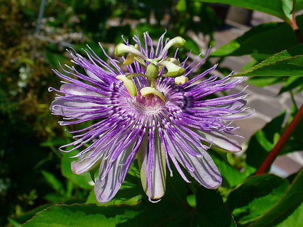 Passionflower