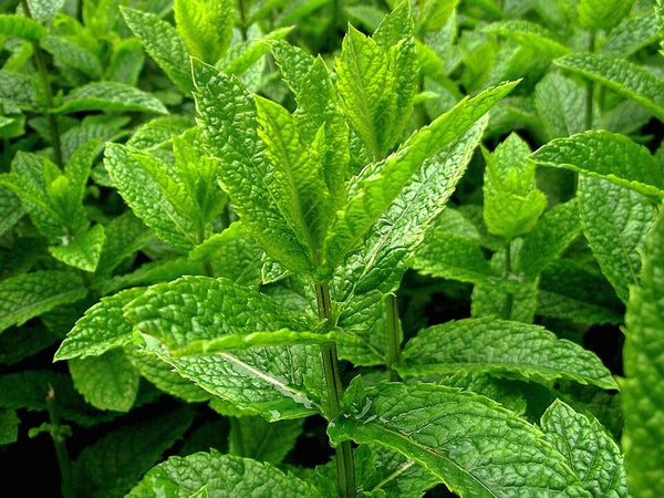 Peppermint