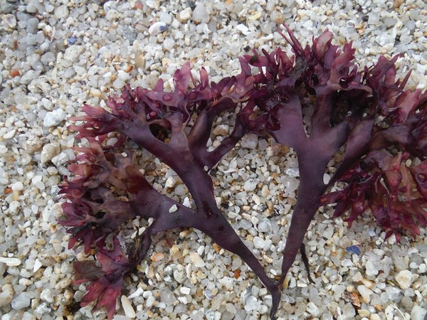 Irish sea moss