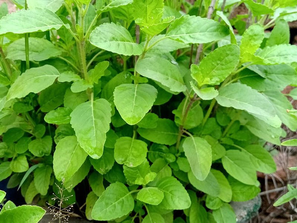 Tulsi